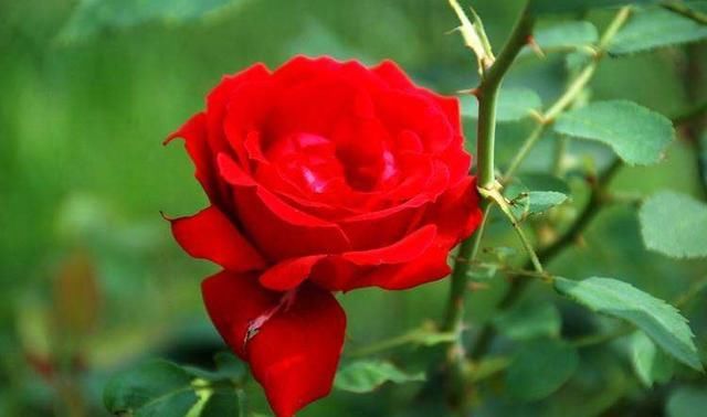  着你|无缘相守，我便祈求命运善待我最心爱的你，唯有你好，我才心安