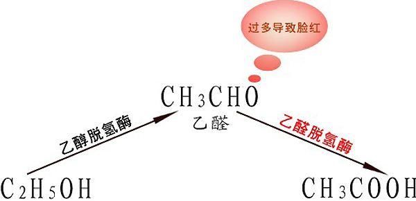  脸红|一喝酒就脸红的人酒量不好？真相或许和你想的不一样