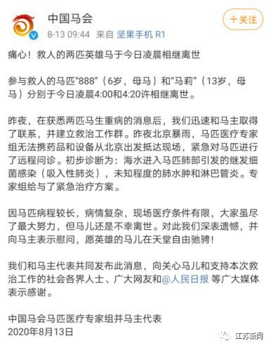  马冲进|3男子骑马冲进海里救起12岁男孩！半个月后，噩耗传来…
