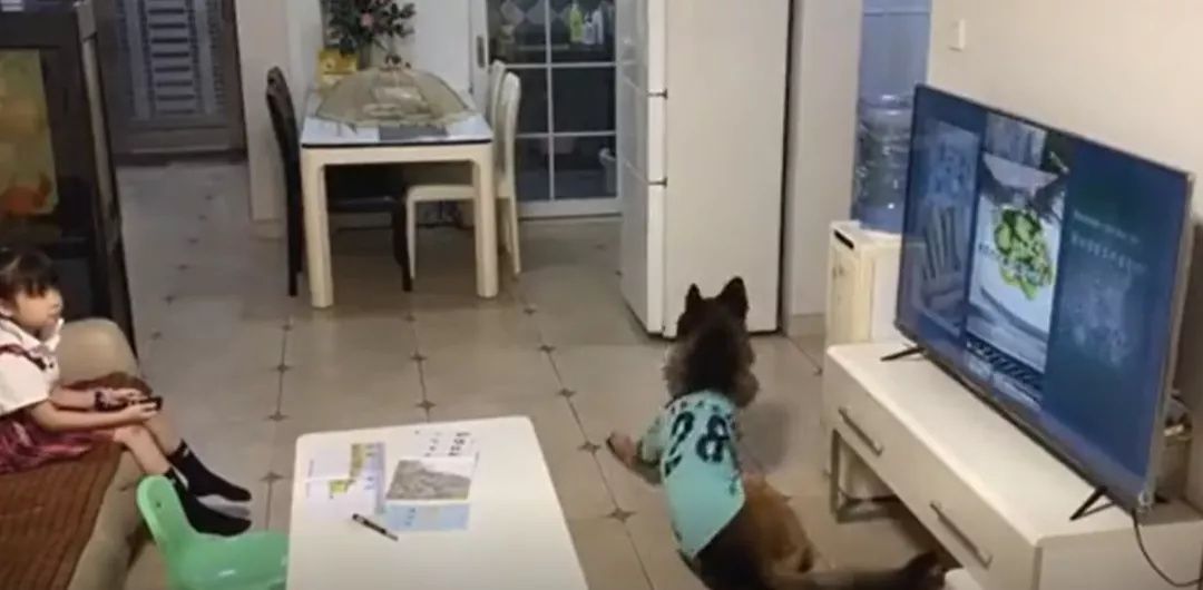 妈妈|妈妈不在家，狗子和小主人竟然合谋干出这种事