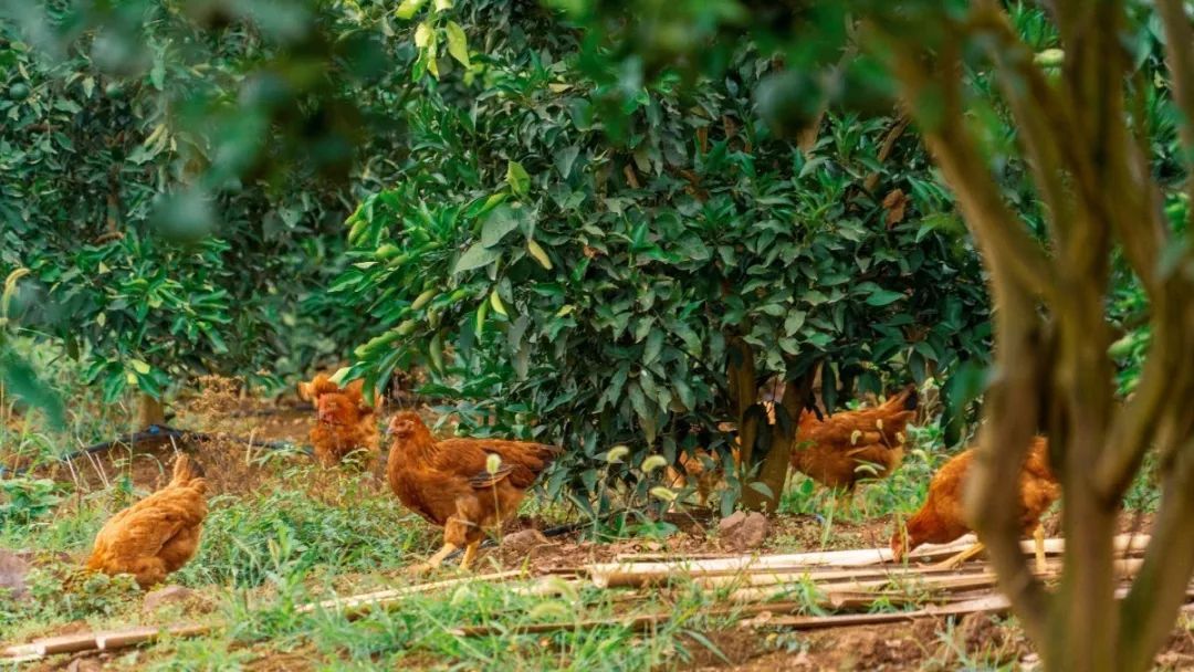 仁寿|仁寿有个村，名字叫“同意”！