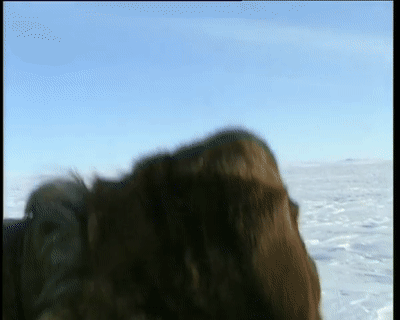  合法|有钱人花上33万，就可以在加拿大合法杀死一只北极熊