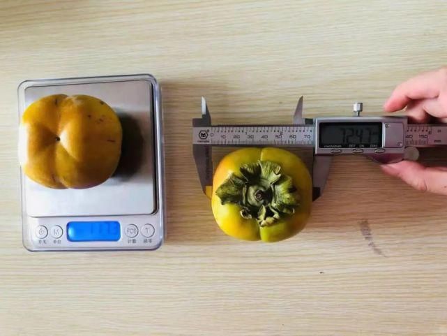 苹果|自带“冰糖心”的云南脆柿,爽似苹果,香甜不带涩