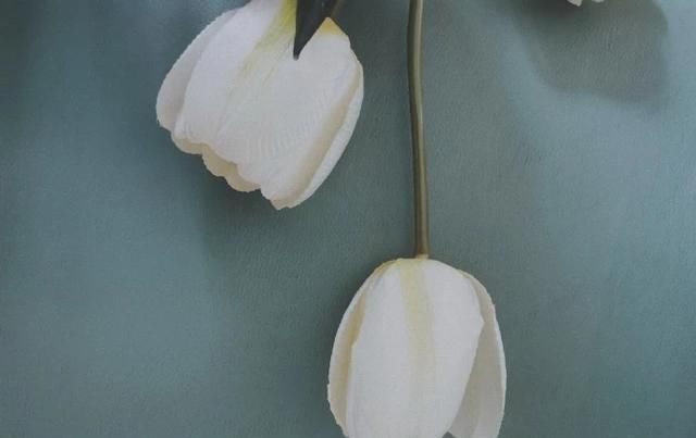  看懂|傻子走了，骗子傻了！（看懂的人，都傻过）