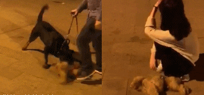 搞笑|搞笑GIF:可怜的泰迪,好像很容易成为大狗的目标