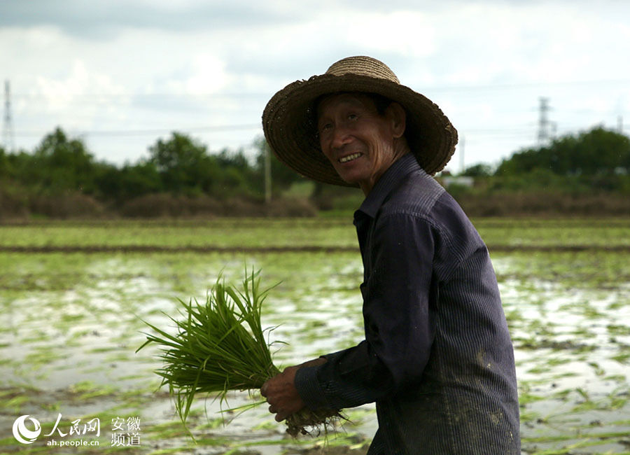 抢种|安徽南陵：水退到哪 就抢种到哪