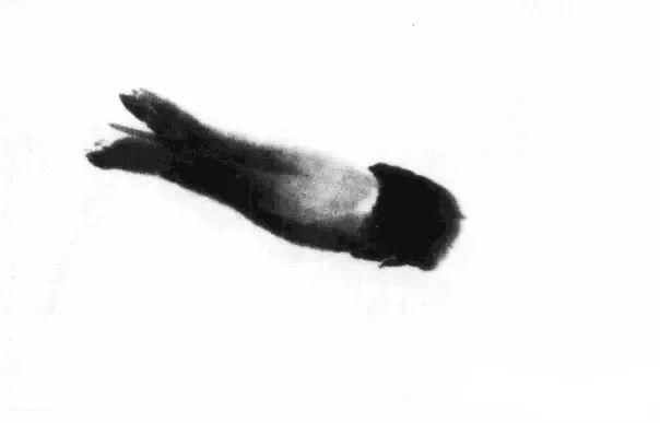  画法|怎么画鱼虾蟹蛙、写意《趣》画法