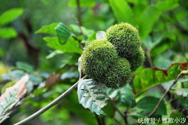 小时候|秋天，漫山遍野都是小时候吃过的“野味”，你还认得几种？