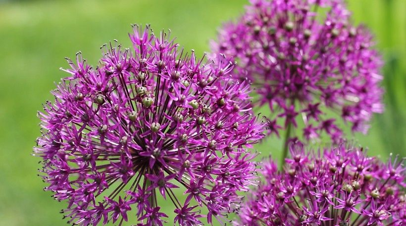  好运|7月中旬好运到！4大生肖驱霉运接财运，喜迎八方财富，生活乐无忧