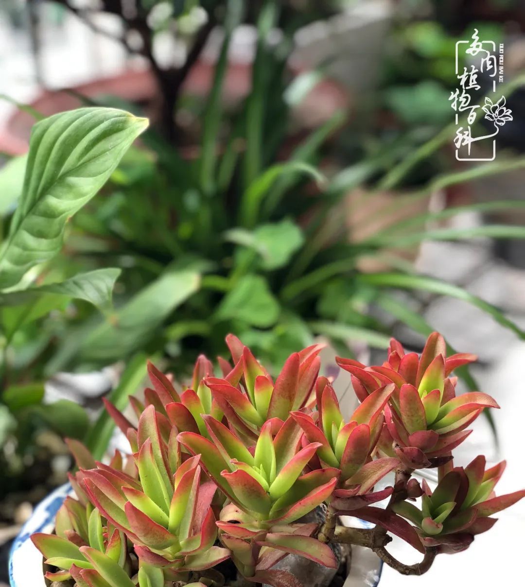  遇上|遇上多肉，遇上美好，情不知所起，一往而深！