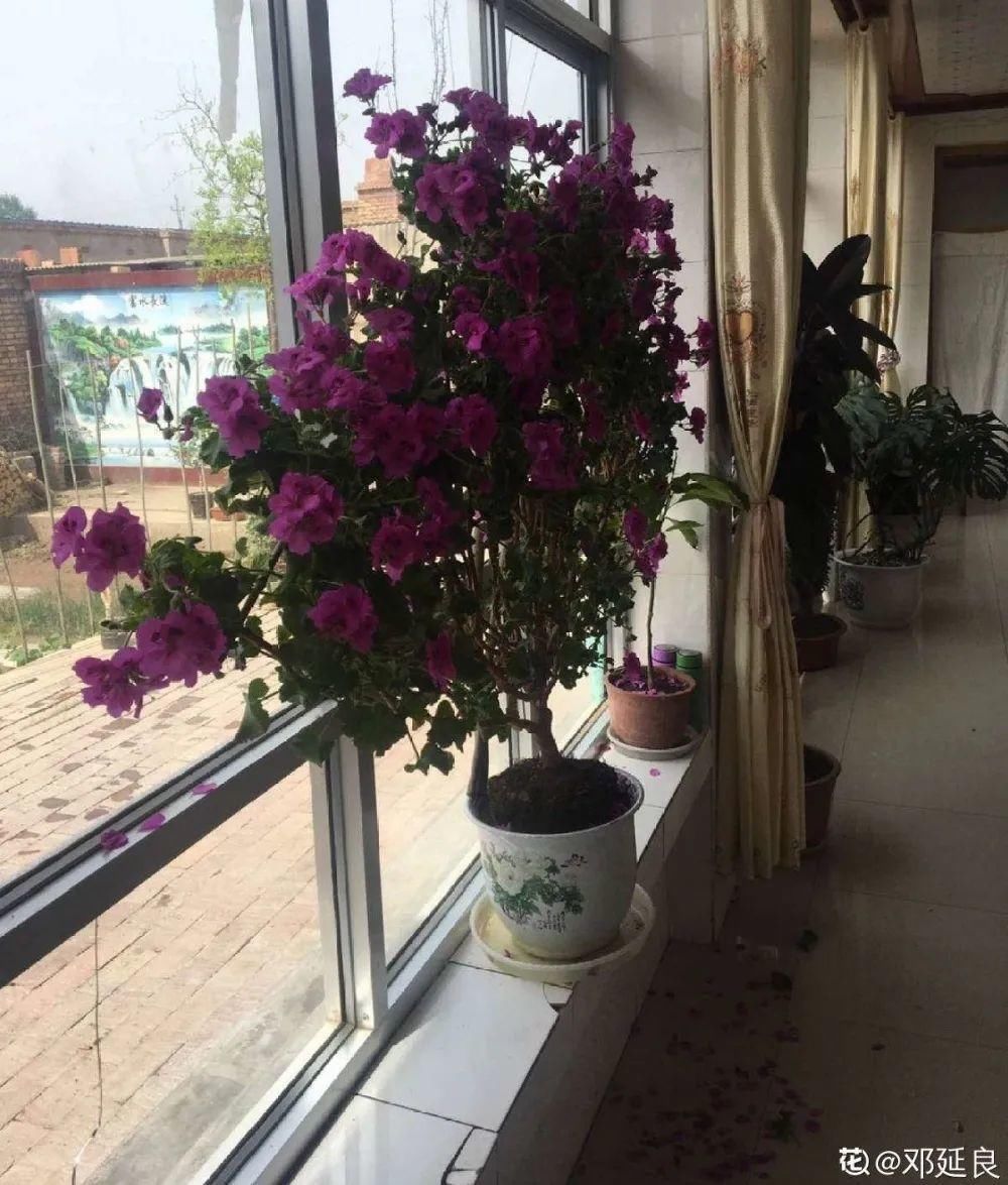 养成|最大的长寿老桩，7年时间，养成盆景！