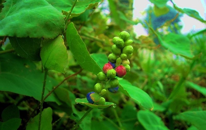  零食|俗称“蛇倒退”，身上长满倒刺，蛇见到就跑，农村娃却当零食吃