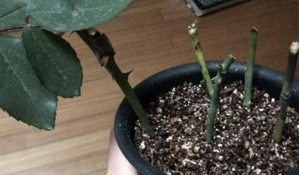夏季|夏季适合扦插这种花，一根枝条半月生根，而且长得很快