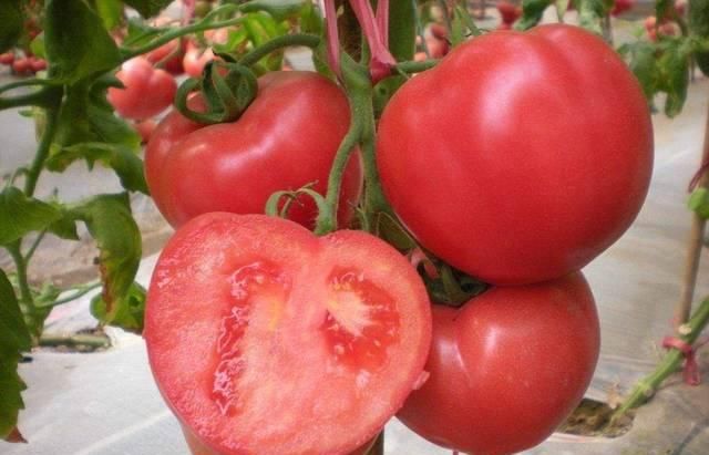 营养|西红柿到底生吃还是熟吃有营养？好多人不懂，记住这三个食用禁忌