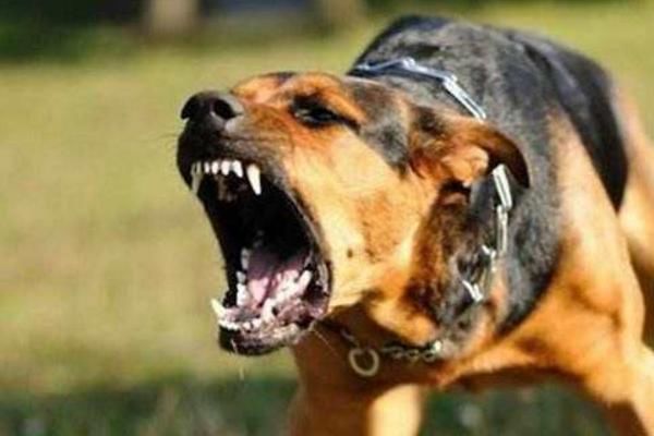 狂犬病|当猫狗狂犬病进入发作期的时候,会出现下面几种症状!