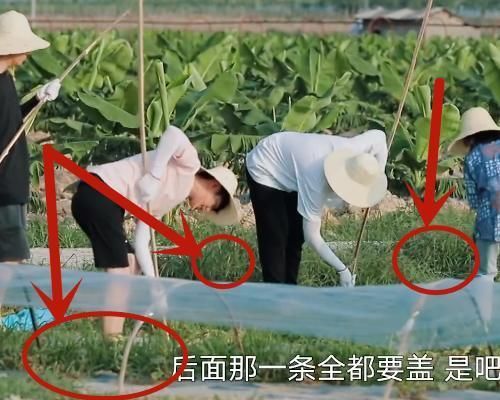 向往的生活|向往穿帮太明显,嘉宾对杂草洒营养液,给石头盖保护膜防冰雹