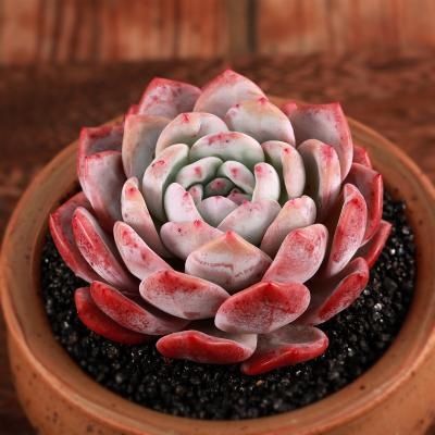  些多肉|多肉叶片出现一层白粉？恭喜