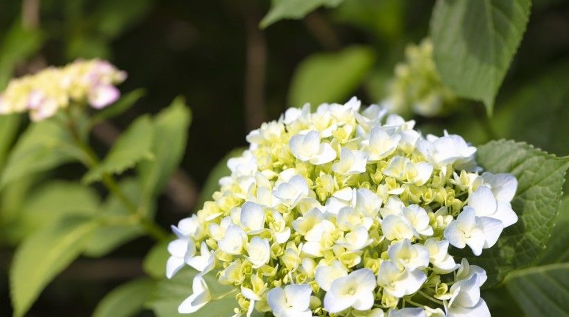  事业|8月开始成为大财主，事业一马平川，鱼跃龙门的四大生肖