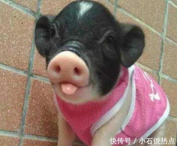 卖家|男子网购宠物小香猪烤了吃肉,还将照片发给卖家,卖家的回复亮了