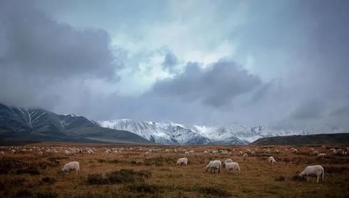 青海的羊|中国西北最好吃的地方,绝对是它!