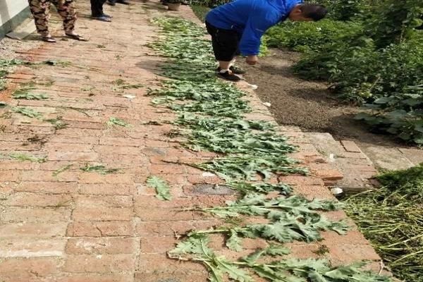 种植|长春警方铲除非法种植罂粟苗43株