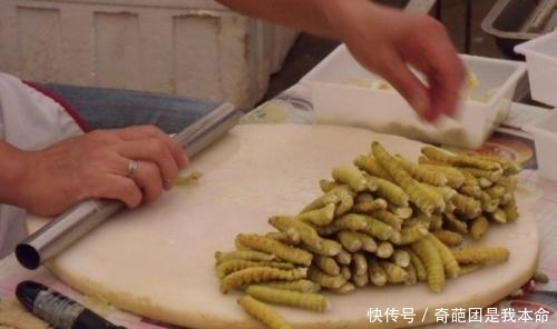 毛毛虫|毛毛虫之不可描述的美味!