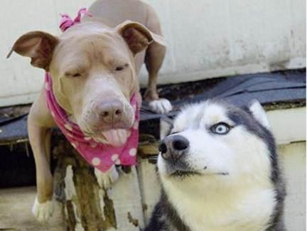  哈士奇|比特犬与二哈相互碰面，为了吸引二哈的注意，这翻操作逗笑旁人