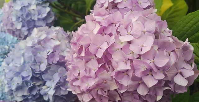  付出|在8月份，为爱坚持，一心付出，不求回报的三大星座