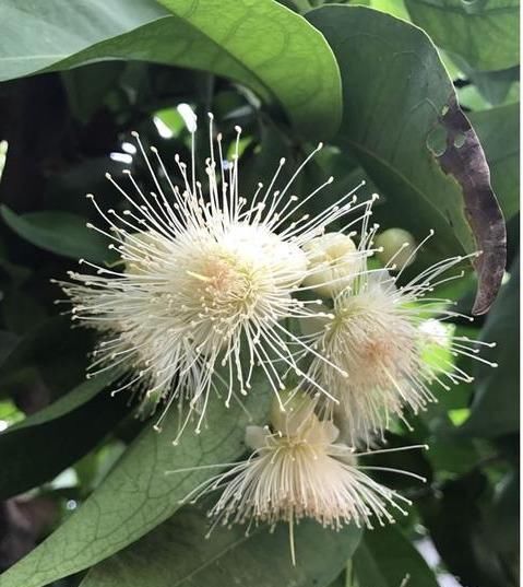  种水果|没人要的“娇气果”被她卖出黄金价