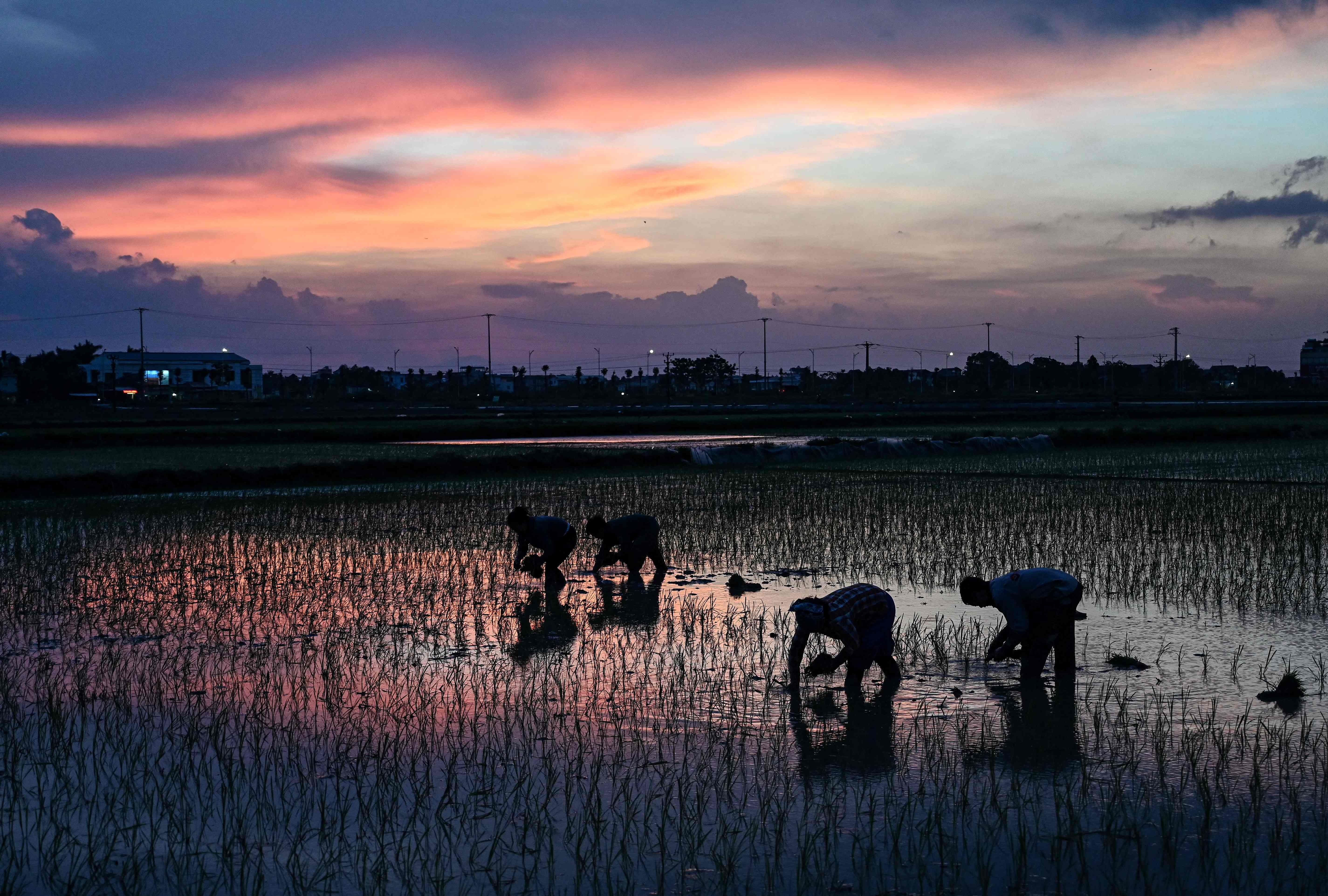越南：种植水稻