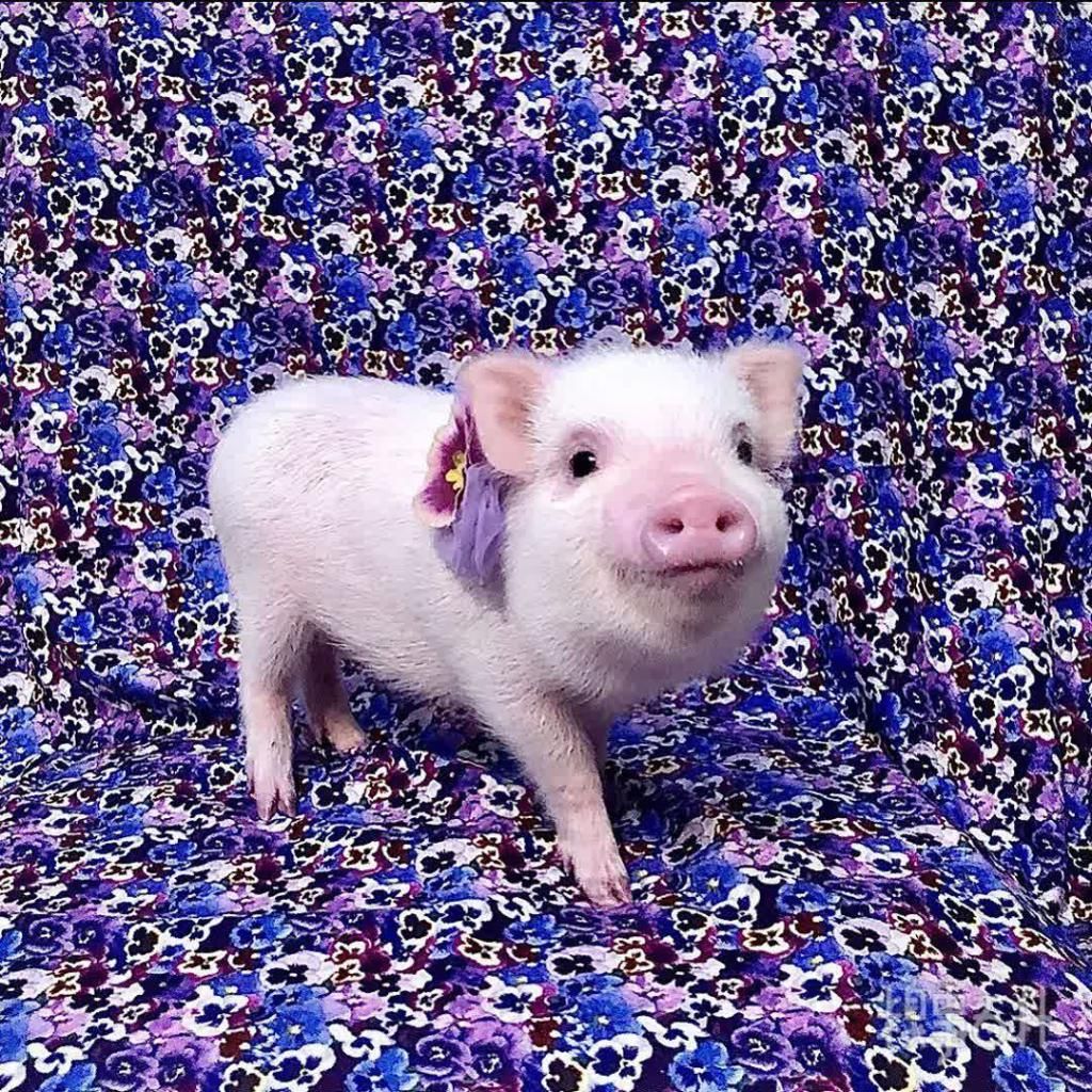  食用|今日份甜～加冰食用口感更佳