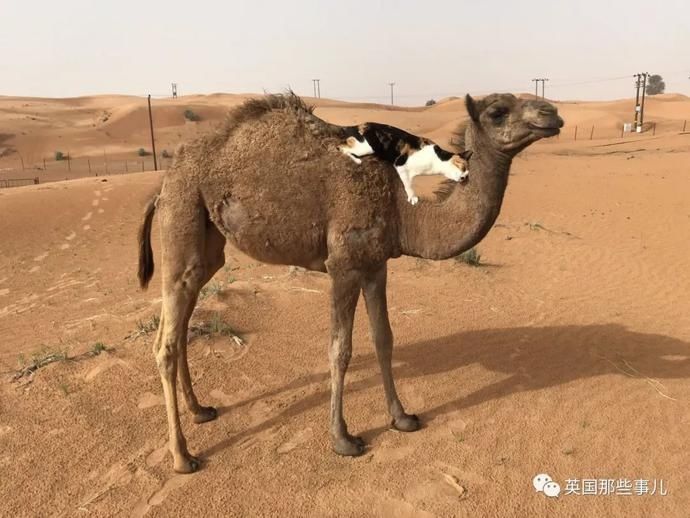  沙漠|霓虹妹子嫁到阿联酋，在5万平米的沙漠＂后院＂里养猫养骆驼?!