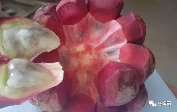  乐观|山里的一种野果是孩童的美食，大力开展人工种植，前景却不乐观