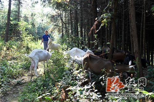 养殖场|蓝山：北羊南养助增收