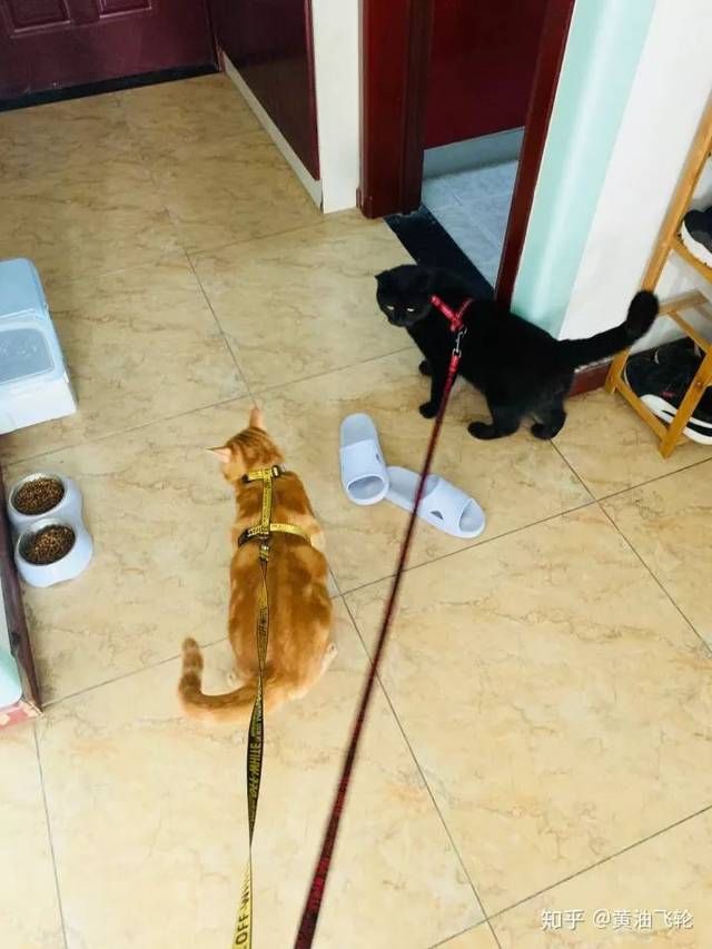  猫会|流浪猫会不会羡慕宠物猫？会！