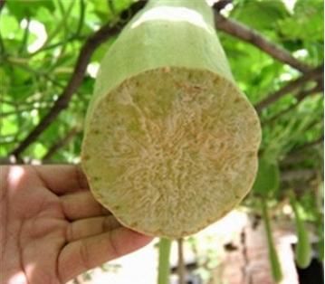 经刀|农村有一种神奇的瓜,一个能吃两个月,经刀砍接着长