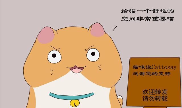  多变环境|多变的环境会让猫压力大