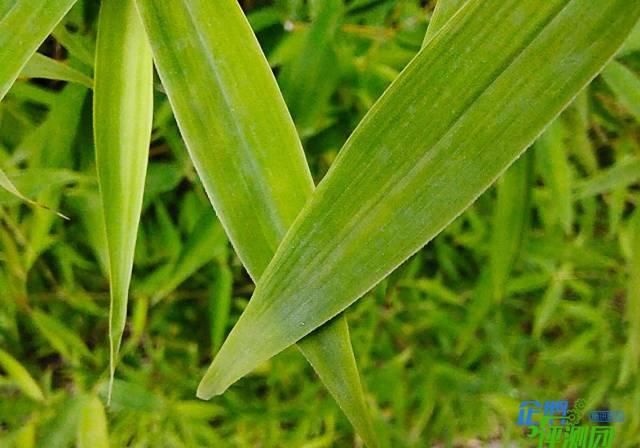  时代|iQOO Z1x评测：5000mAh超大电池，5G时代的续航小钢炮