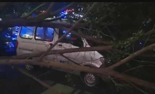  汽车|绿化树被刮倒，砸中两部汽车