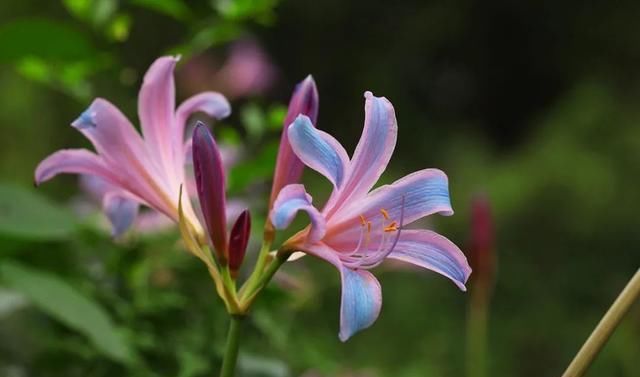  石蒜|申城公园石蒜花“乘风破浪”后，绽开笑颜进入花期