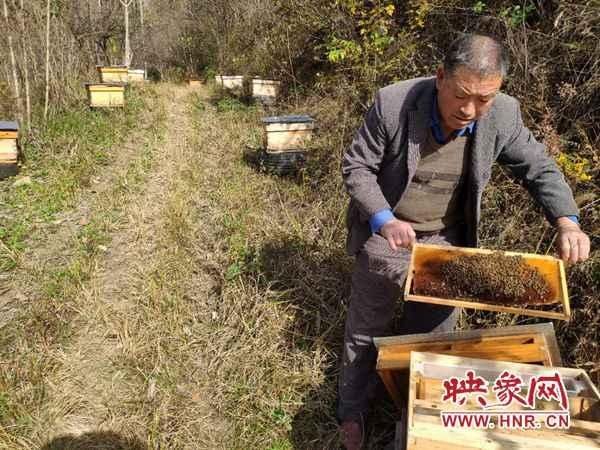  梦想|南阳市西峡县二郎坪镇：养蜂产业实现脱贫梦想