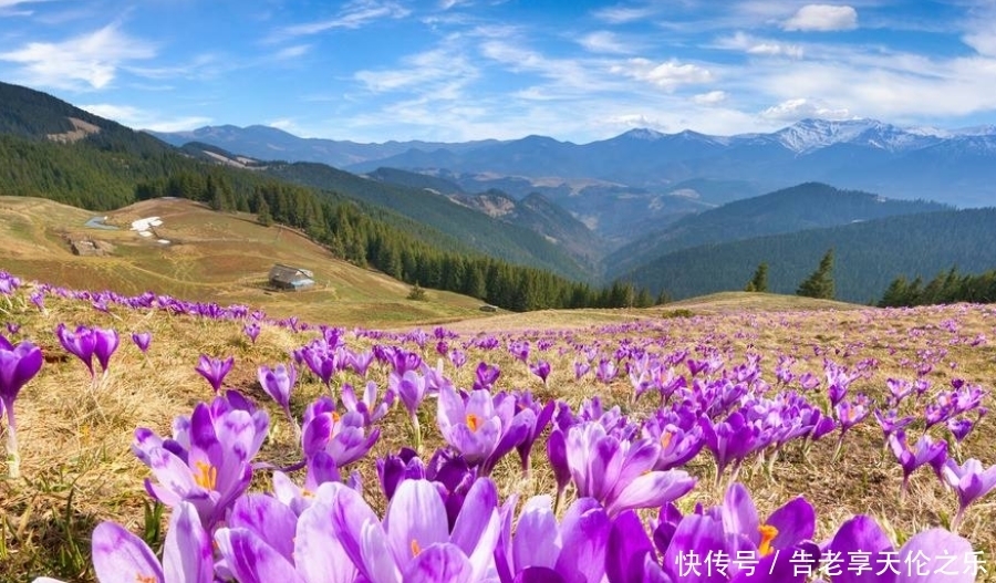 七月|七月开始:心想事成,好运相随,金银滔滔的生肖