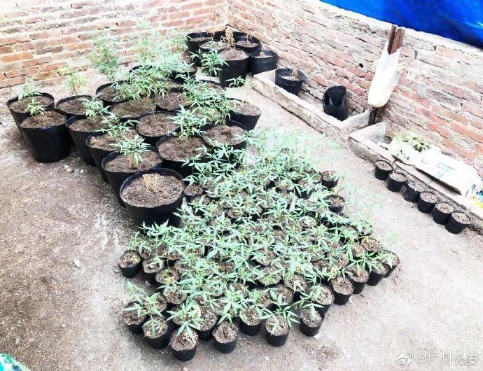 大型|广州查获大型大麻种植场 捣毁种贩吸大麻团伙4个