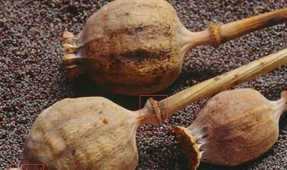  拉下水|THE9女团又惹祸, 谢可寅把草果当罂粟, 队友险被她拉下水