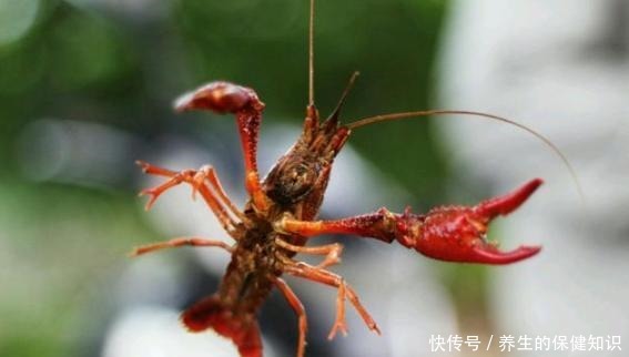 刷子|清洗小龙虾别只懂用刷子刷了,教你一招,脏东西自己吐出来