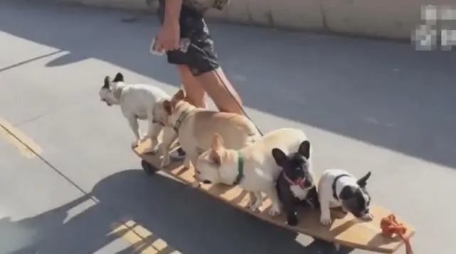  狗狗|男主用滑板车拉六只狗狗，狗狗淡定坐滑板车，萌爆了！