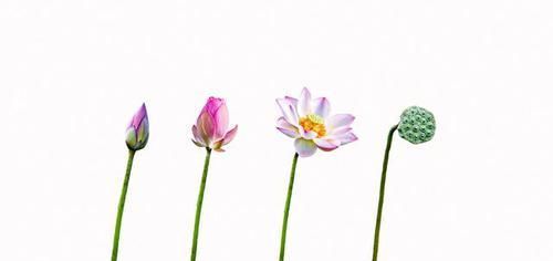 安静|安静也是一种心态（值得一读）