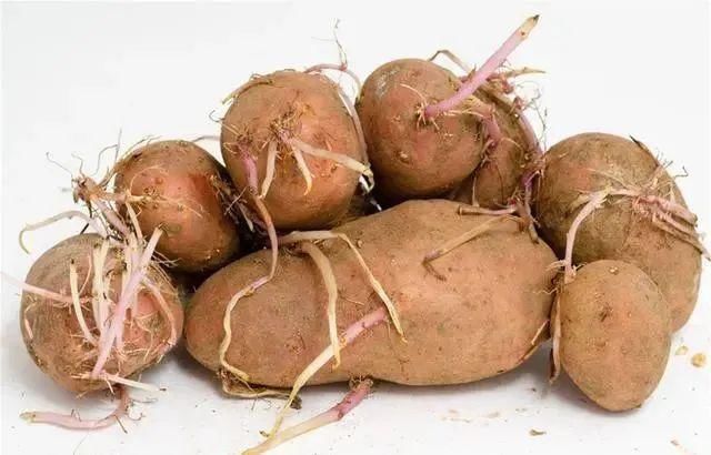  营养|这4种食物发芽后，不仅没“毒”，营养反而更高，爱吃的人真有福