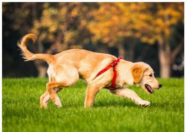  沦落|狗狗帮主人跑腿，在路口遇上“知音”，眼神：同是天涯沦落狗