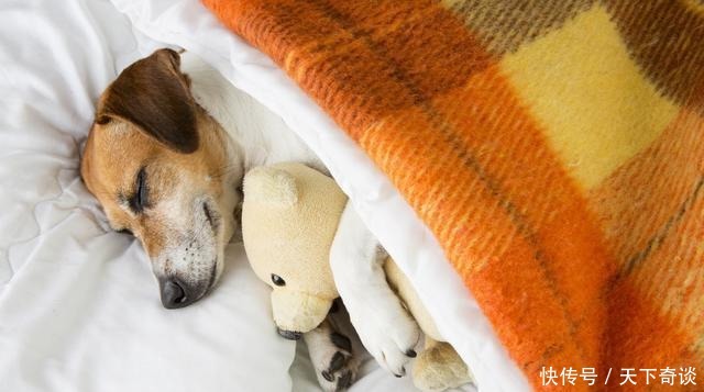 沙发|为什么70%的狗不喜欢睡狗窝,非要睡沙发或者是床呢